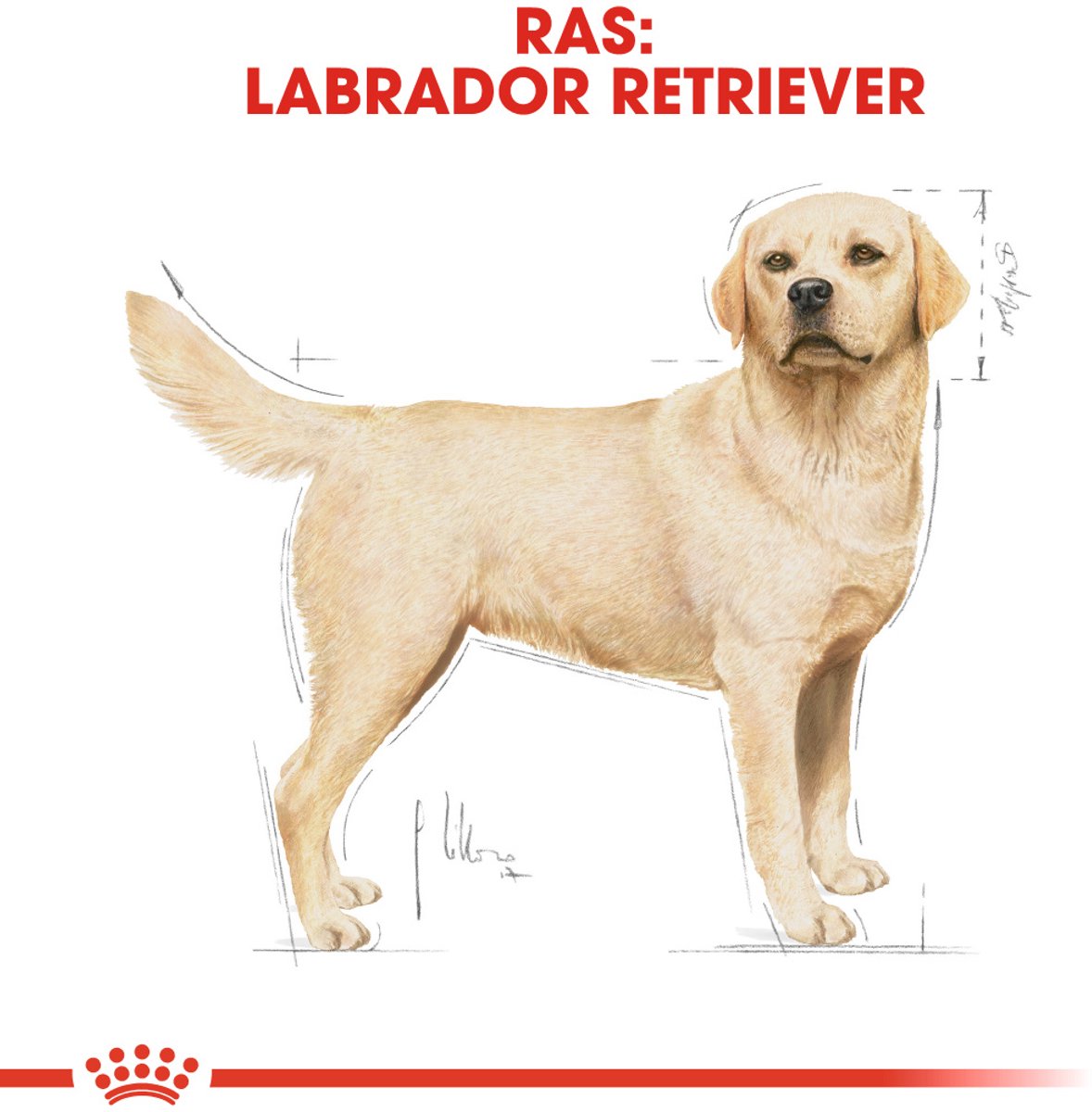 Royal Canin Labrador Retriever - 12 kg - Adult - Hondenbrokken