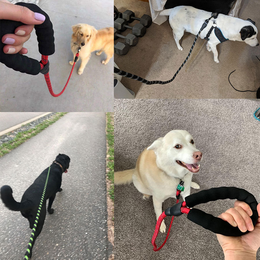Kleine middelgrote hond met lichtgevende riem en ketting voor puppy's