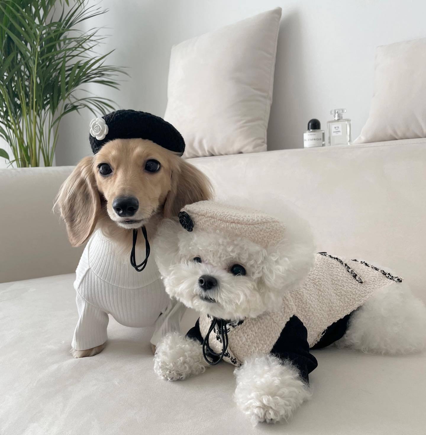 Huisdier Hond Kat Accessoires Gebreide Muts