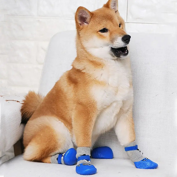 Pet Socks & Rain Boots